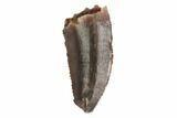 Bargain, Raptor Tooth - Real Dinosaur Tooth #144628-1